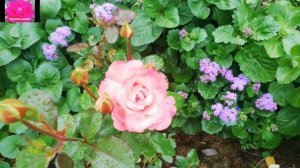 Роза Августа Луиза. Обзор