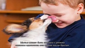 Собака лижет человека за ноги, руки и лицо: почему