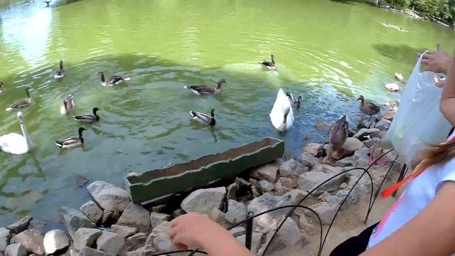 Маша и гуси лебеди. Аскания Нова (заповедник). смотреть онлайн