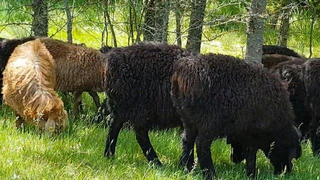 Обзор ягнят на пастбище