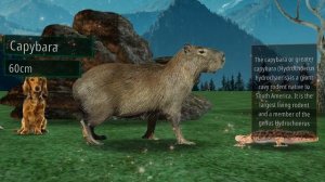 Animals Size Comparison. What is the Biggest Animal? You'd be surprised!