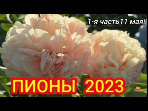 Цветение пионов 11 мая 2023 года / Сад Ворошиловой