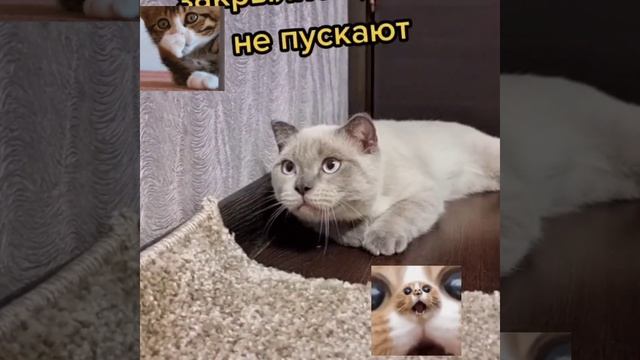 Здрасти Мордасти с Котиками #ржака #приколыкоты