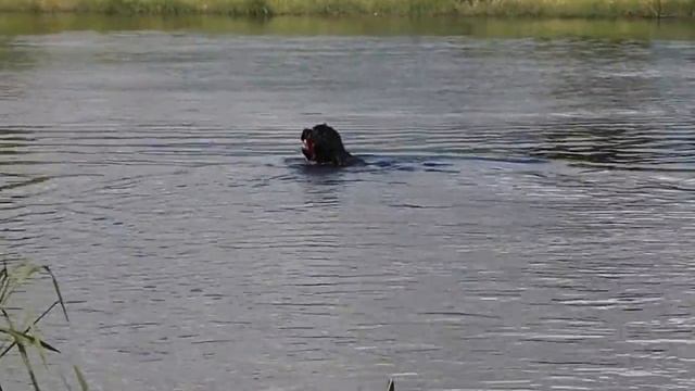 Cao de Agua Português / Portuguese Water Dog / Португальская водяная собака смотреть онлайн