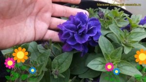 Петуния гибридная крупноцветковая Тумбелина Белинда. Краткий обзор petunia Tumbelina Belinda