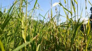 Диктант по русскому языку 8 класс «Ярмарка» [с проверкой]