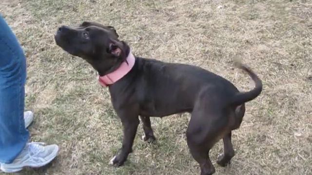 Petunia Sioux Empire Pit Rescue ADOPTED