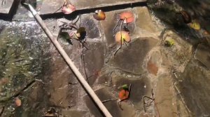 Чистка пруда - опасное занятие !!!