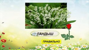 Цветочная викторина