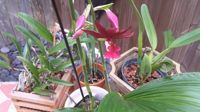 Rotten Roots on my Phalaenopsis смотреть онлайн