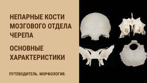 Непарные кости мозгового отдела черепа. Основные характеристики.