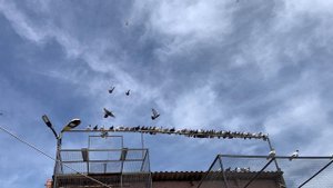 Голуби отца. Сильный ветер.13.05.24