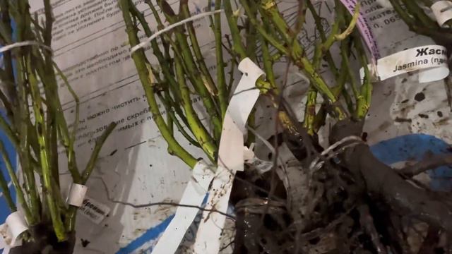 Наборы роз с уценкой 143-173 смотреть онлайн