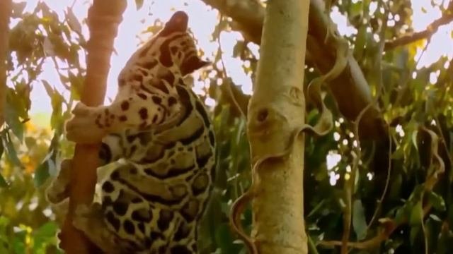 КОШАЧЬИ современные виды часть #1
