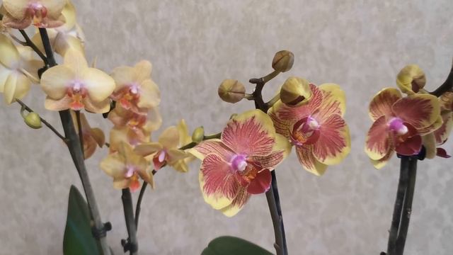 Похвастушки! Новые орхидеи в коллекцию.. 😊 смотреть онлайн