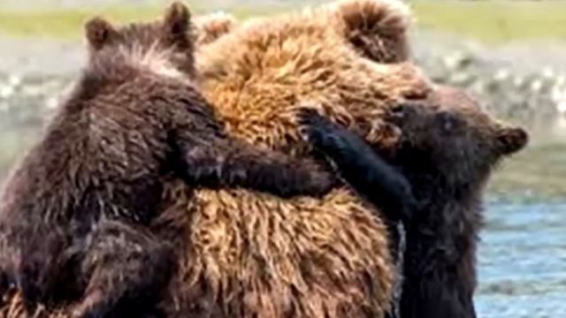 Медведица не могла спасти медвежат. Но то, что сделал мужчина ужасает смотреть онлайн