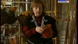 Гипеаструм. Условия посадки. Грунт. Подкормка.