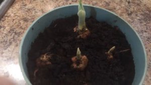 Крокусы. Выгонка крокусов.