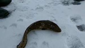 Рыбалка зимой на реке "Луга" в Усть-Луге.