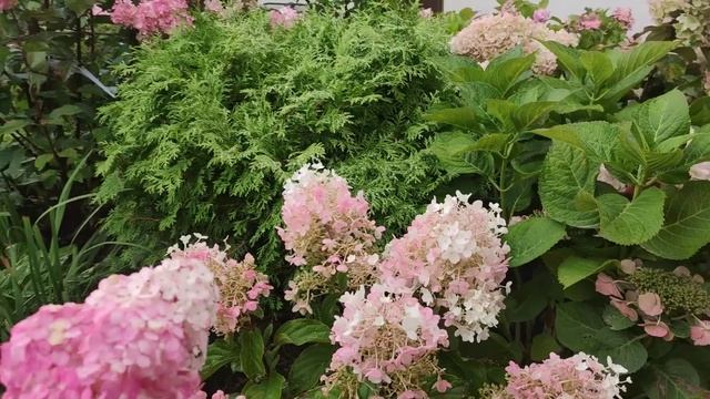 Ванилла Фрайз посде дождя и моей подвязки ?????? смотреть онлайн