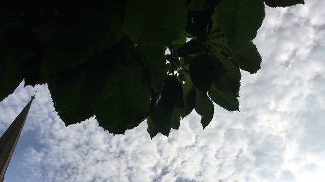 Red Horse Chestnut (Aesculus x carnea) - leaves - June 2018 смотреть онлайн