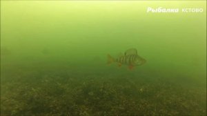 СНАСТЬ 2 В 1 на любую рыбу