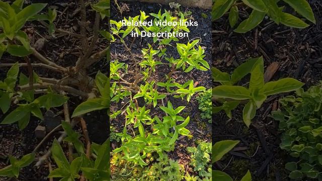 "Fire Light Tidbit" Panicle Hydrangea, Leafing Out  - May 18, 2023