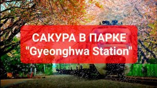 " САКУРА"  Южная Корея 2022 эко парк "КЁНХВА" 경화역공원