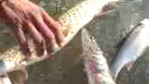 Рыбалка на ононе