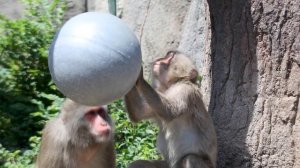 Primate Enrichment at Lincoln Park Zoo