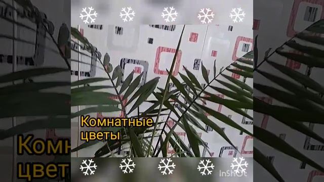 Комнатный цветок цветёт безперестанно смотреть онлайн
