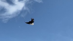 Мелитопольские голуби. В гостях у Кориневича В.Н. Много вопросов.