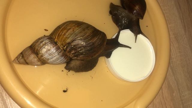 улитка Ахатин ФАКТЫ И ЛАЙФХАКИ ПРО экзотические продукты питания, которые вы не знали смотреть онлайн