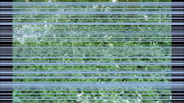 Euonymus Fortunei смотреть онлайн