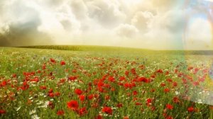 Как я понимаю рассказ (Василий Шукшин)