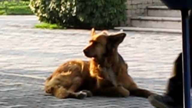 Про уличных животных в Турции. С веселыми моментами :) смотреть онлайн