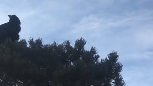 Главная достопримечательность США. Путешествие по Америке. Большой Каньон. Grand Canyon