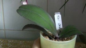 Долгожданное домашнее цветение Phal. Salu's Fragrancy