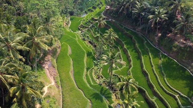BEST TOUR IN BALI - Guide to Ubud & Tegallalang Rice Terraces Indonesia смотреть онлайн