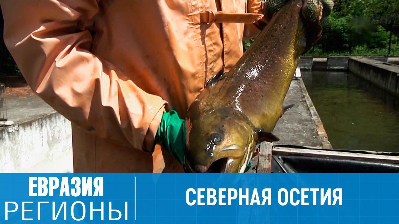 Спасение краснокнижного лосося в Северной Осетии и самая большая плантация спаржи в России