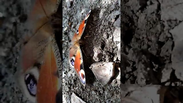 Павлиний глаз, дневной. смотреть онлайн