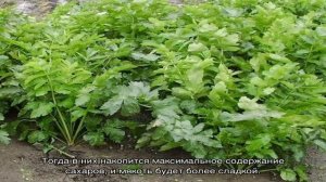 Как ухаживать за пастернаком, чтобы вырастить красивые и крупные корнеплоды