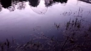 Рыбалка в Пензенской области на реке Сура, в районе села Колдаис. Лещ на фидер!