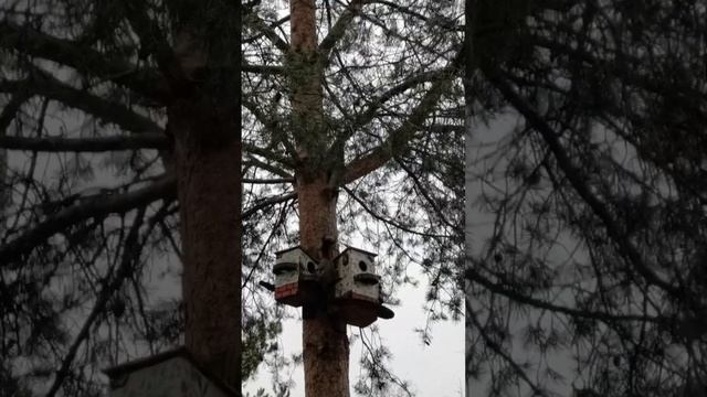 Велес-младший и Брутал смотреть онлайн