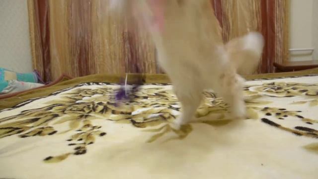 Харизма Джиразоль смотреть онлайн