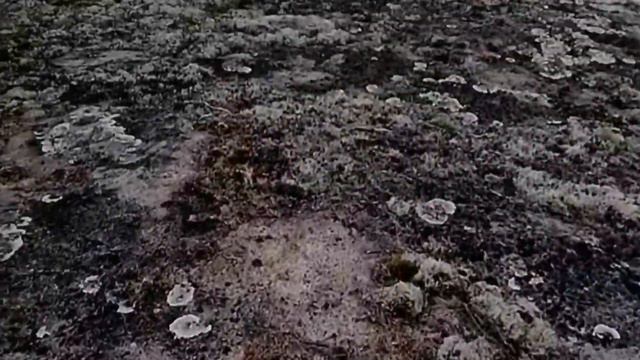 Архипелаг Коловары в Белом море. Республика Карелия