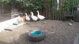 Гуси Мамуты.Новые жители нашего двора