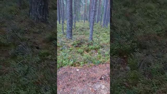 Песок для кактусов смотреть онлайн