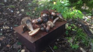 Охота, сентябрь 2020