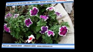 Hạt giống hoa dạ yên thảo viền - PETUNIA - PET081 Jumbo Velvet Frost (gói 100 hạt)